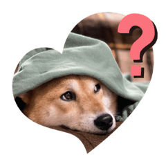 [LINEスタンプ] 毎日柴ちゃん‼︎
