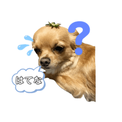 [LINEスタンプ] ちわころちゃん