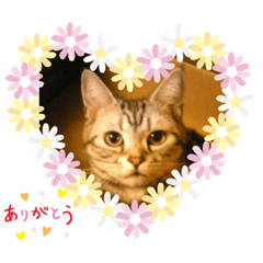 [LINEスタンプ] 困った時の猫頼み！Aya
