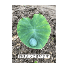 [LINEスタンプ] お花畑 ★シンプルなコトバ★