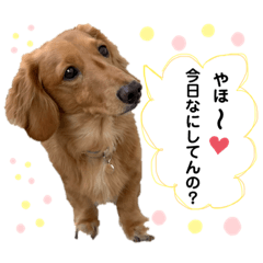[LINEスタンプ] しょこちスタンプ