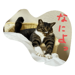 [LINEスタンプ] 保護猫のぷー太郎