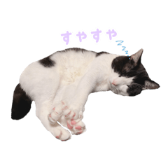 [LINEスタンプ] ねこねこさんだー