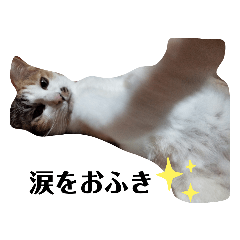 [LINEスタンプ] 家の猫ズ@ビビ