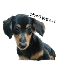 [LINEスタンプ] ペろちゃーん