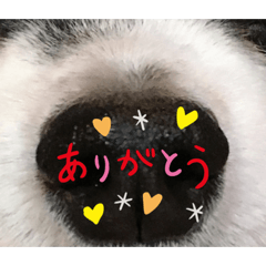 [LINEスタンプ] ソラだけの日常