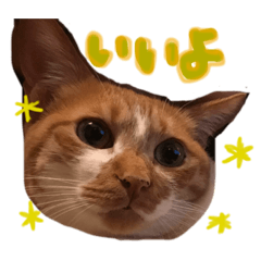 [LINEスタンプ] 茶トラ猫かげとら君のスタンプ