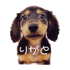 [LINEスタンプ] カニヘンダックスのラッキーちゃん