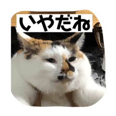 [LINEスタンプ] 三毛猫サチコ3