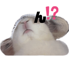 [LINEスタンプ] うさぎの“ももちゃん”女の子3