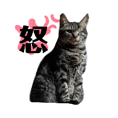 [LINEスタンプ] 家の猫ズ@せん