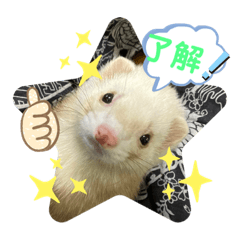 [LINEスタンプ] フェレットLOVE2