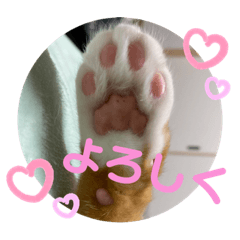 [LINEスタンプ] トラちゃんの写真スタンプ