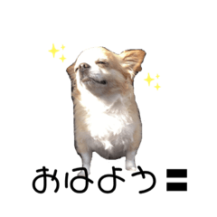 [LINEスタンプ] チョコラテ