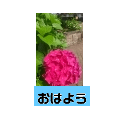[LINEスタンプ] 誕生日の花