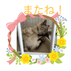 [LINEスタンプ] ニャンのキブンやさん