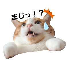 [LINEスタンプ] 動物ラブ❤️2