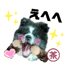 [LINEスタンプ] 秋田犬茶佳