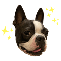 [LINEスタンプ] 犬戦士ぶんぶん2