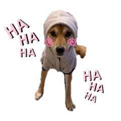 [LINEスタンプ] 柴犬テリさん