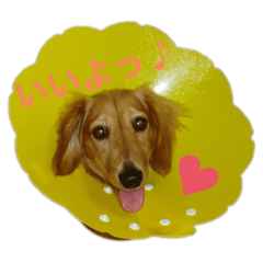 [LINEスタンプ] 蓮Ver.