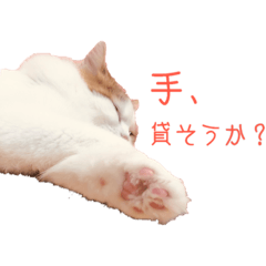 [LINEスタンプ] 気分屋猫ちゃん