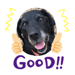 [LINEスタンプ] 愛犬ころんのスタンプ2