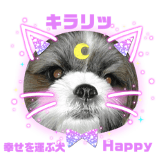 [LINEスタンプ] 幸せを運ぶ犬 Happy シーズー犬 ハッピー