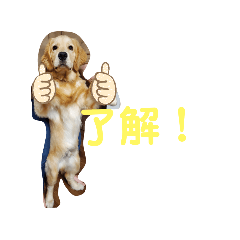 [LINEスタンプ] ゴールデンレトリバーそら②