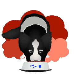 [LINEスタンプ] 【動く】ボーダーコリー犬のジョン