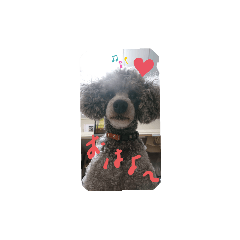 [LINEスタンプ] 一扇と僕のワンちゃん達