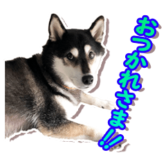 [LINEスタンプ] 黒柴みかんのスタンプ