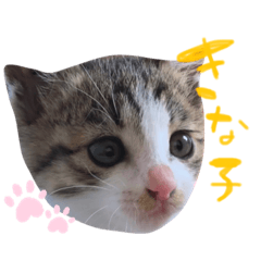 [LINEスタンプ] 仔猫のきな子