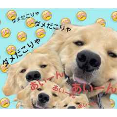 [LINEスタンプ] びすけ物語ゴールデンレトリバー／sep24