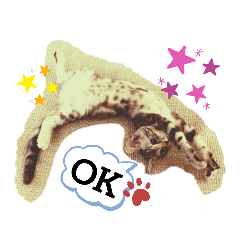 [LINEスタンプ] タレ目猫 小春さん
