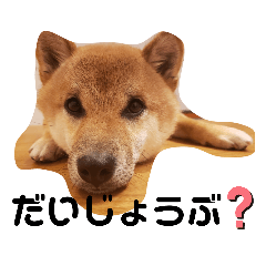 [LINEスタンプ] しばいぬタロとの日常②