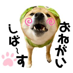 [LINEスタンプ] 柴犬ふっくん