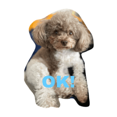 [LINEスタンプ] 秋葉家わんこ