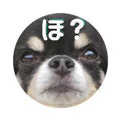 [LINEスタンプ] プリティーチワワのカイちん3