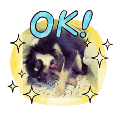 [LINEスタンプ] チワワのCHOCOスタンプ
