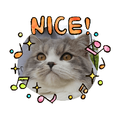 [LINEスタンプ] すこ⭐ねこ⭐りつ