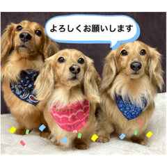 [LINEスタンプ] 耳たれワンコのダックス三兄弟❤︎第二弾