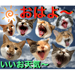 [LINEスタンプ] ねねこ猫ねこ♡実写にゃんこ〜背景の画像（メイン）