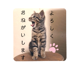 [LINEスタンプ] 愛猫りんちゃんのスタンプ  1