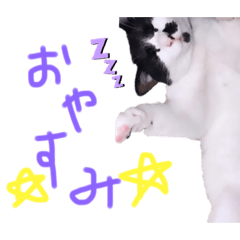 [LINEスタンプ] みぃみぃみぃみぃみぃみぃ