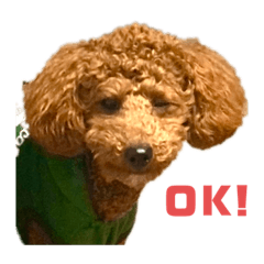 [LINEスタンプ] トイプードルのレオさん