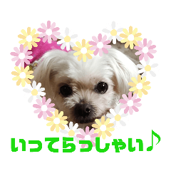 [LINEスタンプ] マルチーズのキャンディ