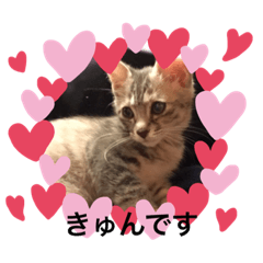 [LINEスタンプ] まゆと5匹のねこ2