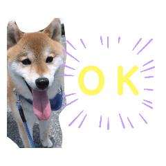 [LINEスタンプ] 柴犬 ロック 4
