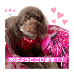 [LINEスタンプ] アムちゃんスタンプ